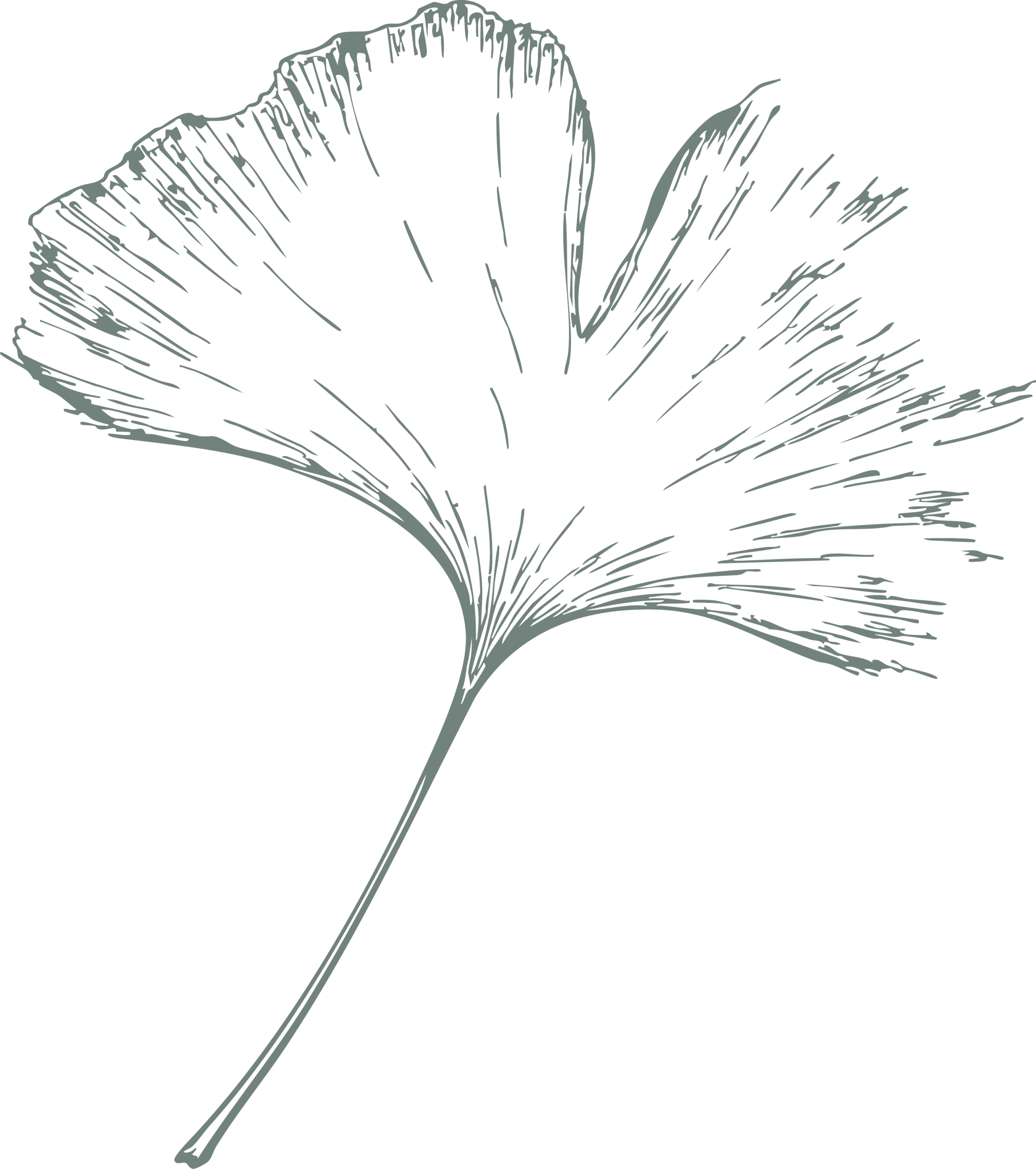 Gingkoblatt-auf-weiß
